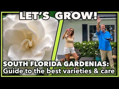 THE ULTIMATE GUIDE TO GARDENIAS: Common South Florida varieties & care tips!