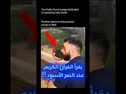 يقرأ القرآن الكريم عند النمر الأسود !!
