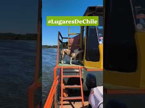 ⭕ Cruce Barcaza desde Santa Juana a San Rosendo, Región del Biobío, Chile. 🇨🇱📸✅