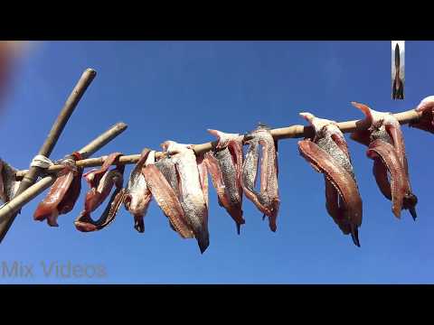 download lagu mp3 mp4 How To Sun Dry Fish At Home, download lagu How To Sun Dry Fish At Home gratis, unduh video klip How To Sun Dry Fish At Home