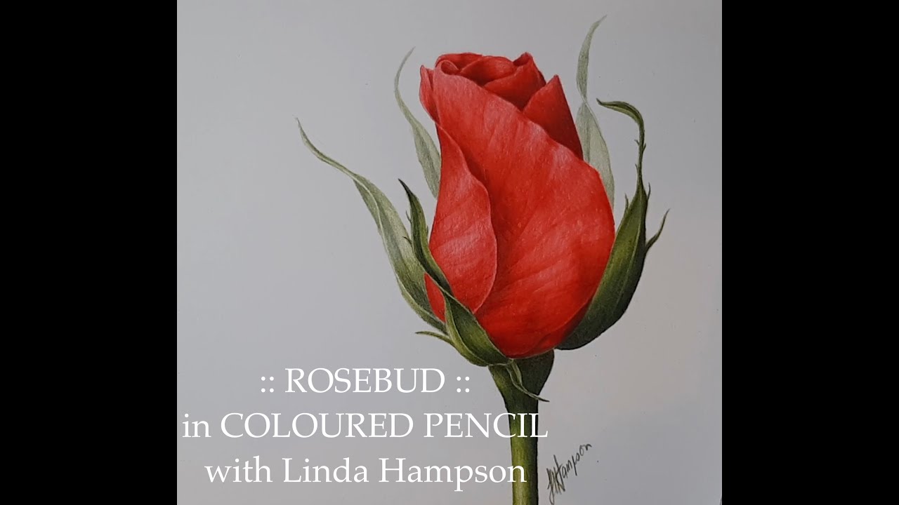 Full length tutorial of 'Rosebud' Botanical Coloured Pencil Drawing with Linda Hampson