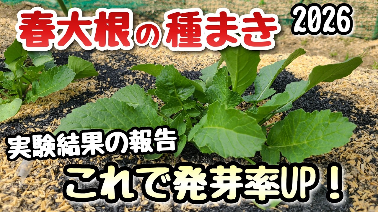 【春大根】種まき時の種を埋める深さの実験結果