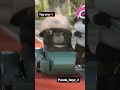 Cute Panda Panda Cute Your Panda Tv