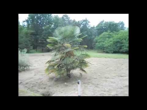 Pieve di Compito (Capannori), Tuscany, great house for sale