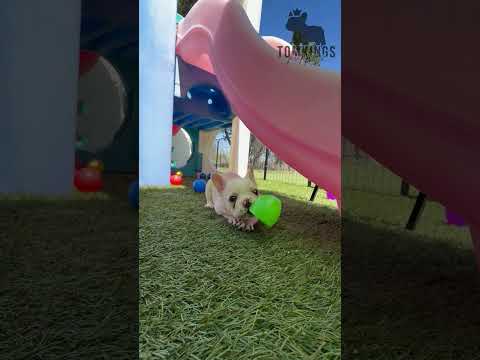 Video 1