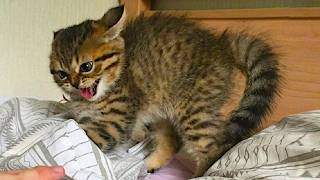 Funniest Cats 2024😸 Funny Cat Videos − Funny Cats