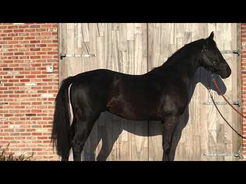 3yo stallion by Chaccato ( Chacco Blue x Stakkato )