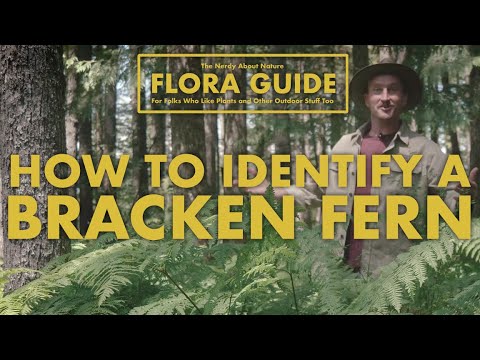 Bracken Ferns - How to Identify Them! || Nerdy About Nature Flora Guide