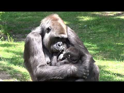 Fütterung bei den Gorillas im Zoo Berlin 02 06