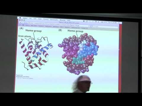 Kevin Ahern's BB 450/550 Classroom Lecture #2 for June 21 - Protein Structure I & II