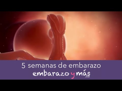 5 semanas de embarazo - Segundo mes - EMBARAZOYMAS