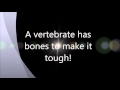 The Vertebrate Song