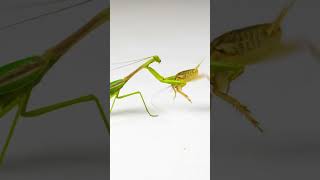 Download lagu Hewan Unik didunia Belalang Sembah || Praying Mantis    #shorts #shortsanimals #shortsvideo mp3