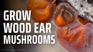 How to Grow Wood Ear Mushrooms - Auricularia auricula judae