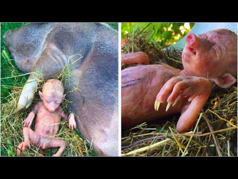 , title : 'Farmer's Pig Gives Birth To Human Baby, He Takes A Closer Look And Starts Crying'