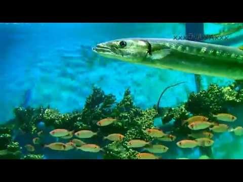 Аквариум (Египет, Хургада)