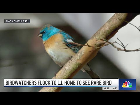Birdwatchers flock to Long Island to see rare bird | NBC New York