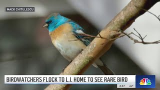 Birdwatchers flock to Long Island to see rare bird | NBC New York
