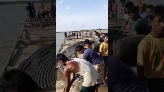 চর ফারুক - কুকরী সাবমেরিন ক্যাবল লেয়িং বুড়াগৌরাঙ্গ নদীতে