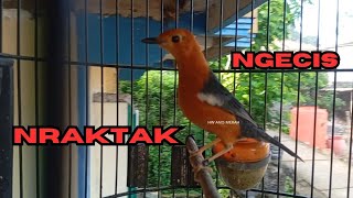 Download lagu TERAPI NRAKTAK KONSLET BIKIN BIRAHI ANIS MERAH SUSAH BUNYI DIJAMIN PASTI NYAUT mp3