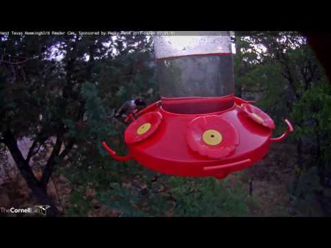 Male Broad-tailed and Black-chinned Hummingbirds Visit West Texas – Apr. 26, 2017