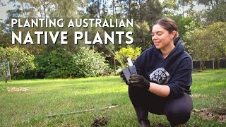 Planting an Australian Native Garden 🌿 Easy, Low Maintenance Gardening Using NSW Native Plants