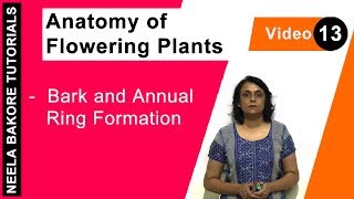 Anatomy of Flowering Plants - Bark and Annual Ring Formation
