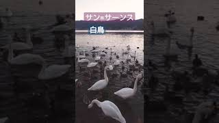Download lagu サン=サーンス 白鳥 #shorts mp3 Download lagu サン=サーンス 白鳥 #shorts mp3