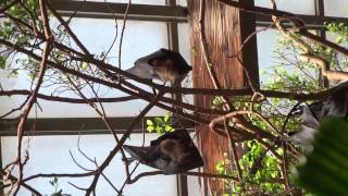 Bronx zoo bats 2014