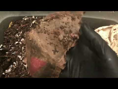 European Night Crawlers: Using Neem in the Bins