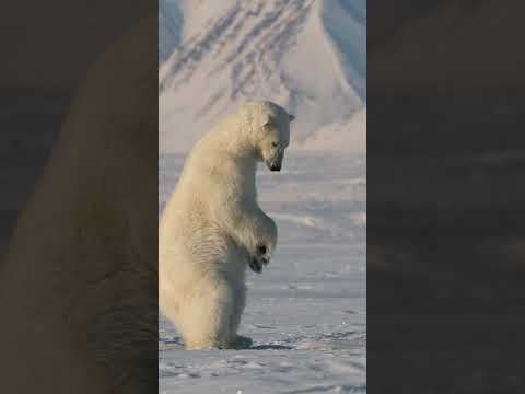 Polar Bear Hunts Seals