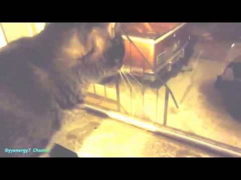 Charlene the Cat, Looks like Putin's Sister