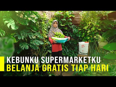 BELANJA GRATIS TIAP HARI UNTUK KELUARGA DENGAN BERKEBUN DI PEKARANGAN RUMAH