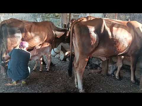 20 de julio 2026 vacas paridas disponibles en jocoro morazan #503 6308 2557 