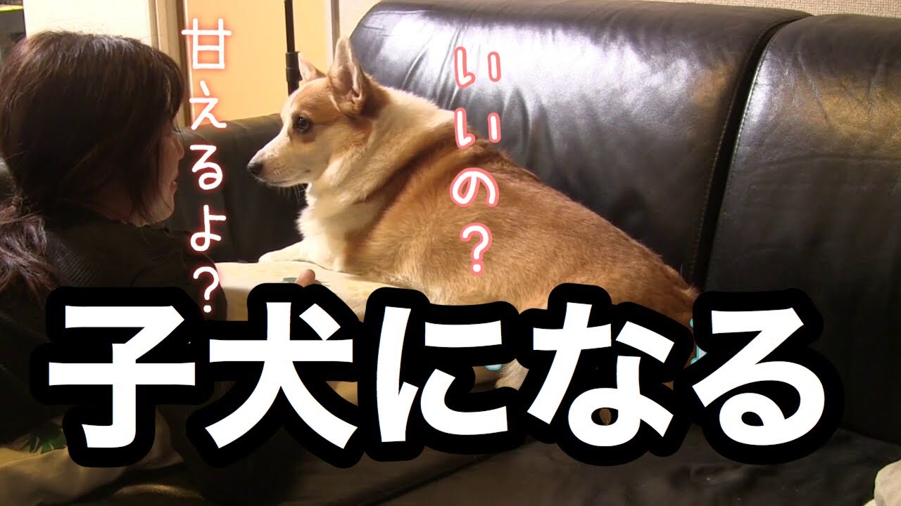 子犬の鳴き声のマネをするコーギーのハク