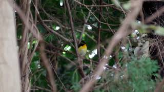 20181027ｷﾋﾞﾀｷ（黄鶲）♂