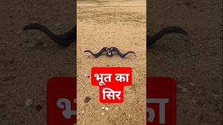 Download lagu भूत का सिर😨😨#story #reel #tiktok #instagram #facebook #kids #ghost #bhoot #cartoon #horror #scary mp3 Download lagu भूत का सिर😨😨#story #reel #tiktok #instagram #facebook #kids #ghost #bhoot #cartoon #horror #scary mp3