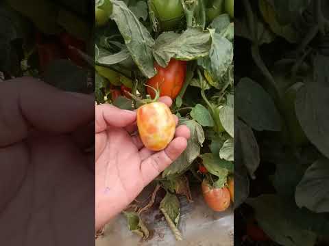 severo daño por virosis del bronceado en planta de tomate #plantas #tomate