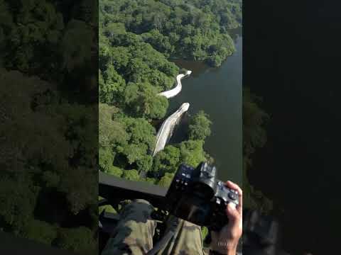Massive White Hybrid Anaconda Caught on Camera in Amazon River! | Real Footage | omg
