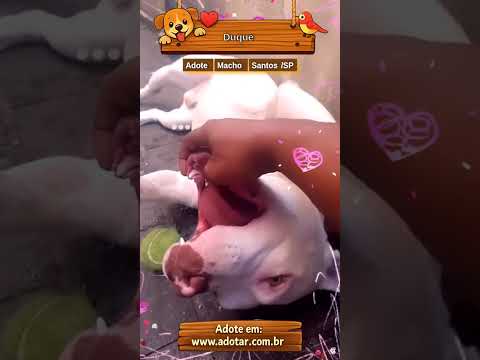 Vídeo de Duque