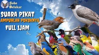 Download lagu Suara Pikat Burung Kutilang Ribut || Kombinasi Suara Burcil mp3 Download lagu Suara Pikat Burung Kutilang Ribut || Kombinasi Suara Burcil mp3