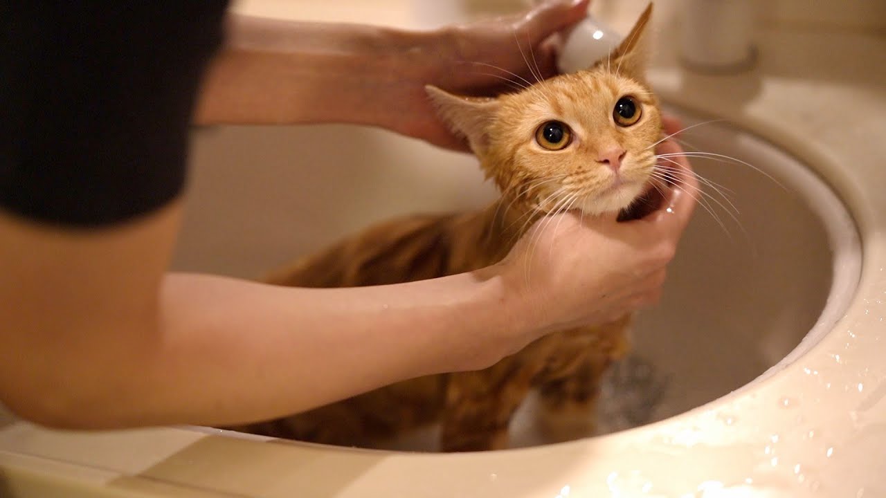 Cat shampooed at home for the first time