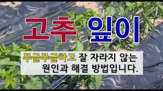 고추 잎이 쭈글쭈글하고 잘 자라지 않은 원인과 해결 방법입니다. #고춧잎 쭈글쭈글 #고추 칼슘과 붕소 부족 …