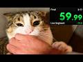 Annoying My Cat Until He Gives Up The Chair Speedrun 2 100 WR