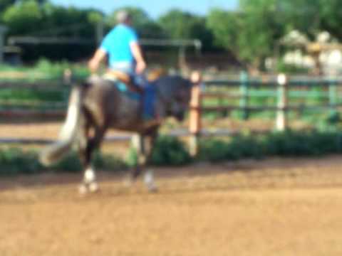 2006 AQHA Grey Mare