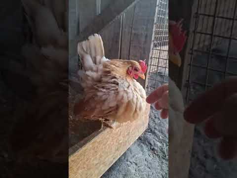 Serama de Matías y Sebastián Mosna Argentina- chajarí-Entre Ríos.