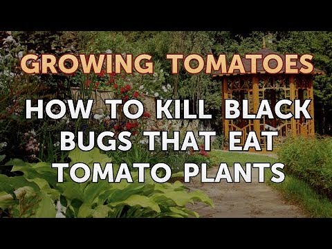 Is Vinegar Good for Tomato Plants