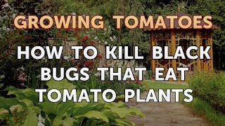 How to Kill Black Bugs That Eat Tomato Plants