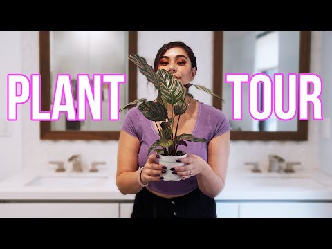 A Tour of My PLANTS! || Tiffyquake