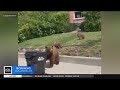 Family of bears caught on camera in Sierra Madre neighborhood